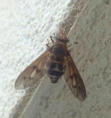 Pangonius