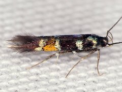 Cosmopterix molybdina