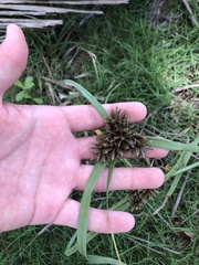 Cyperus planifolius