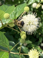 Xylocopa virginica