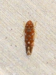 Erythroneura rubra