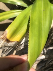 Pandanus dubius