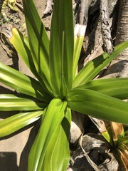 Pandanus dubius