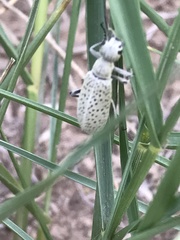 Epicauta maculata-group