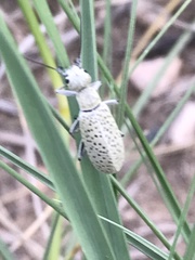 Epicauta maculata-group