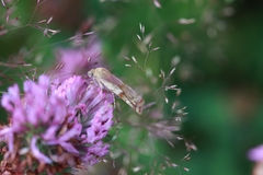 Cryptocala chardinyi