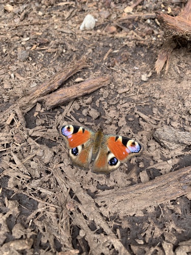 babôčka pávooká (Aglais io)