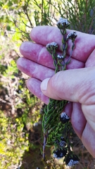 Phylica callosa