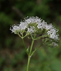 Valeriana excelsa