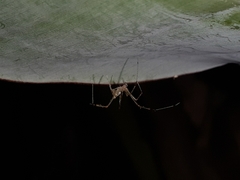 Meotipa sahyadri