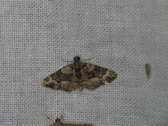 Eucymatoge peplodes