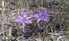 Thysanotus patersonii
