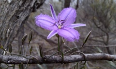 Thysanotus patersonii