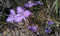 Thysanotus patersonii