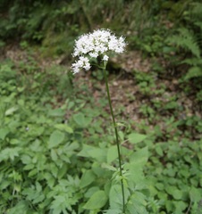 Valeriana excelsa