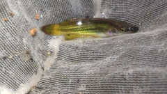 Aplocheilus lineatus