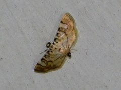 Tabidia aculealis