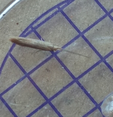 Coleophora striatipennella
