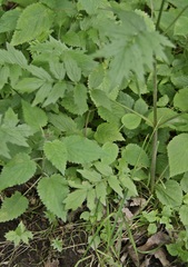 Valeriana excelsa