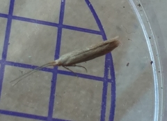 Coleophora striatipennella
