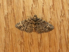 Eucymatoge peplodes