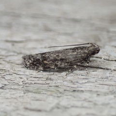 Glauce pectenalaeella