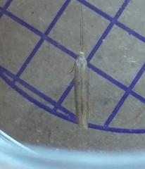 Coleophora striatipennella