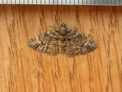 Eucymatoge peplodes
