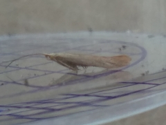 Coleophora striatipennella