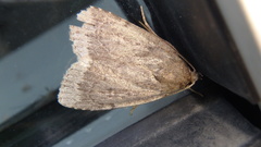 Amphipyra glabella