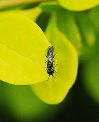 Passaloecus