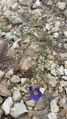 Giliastrum rigidulum