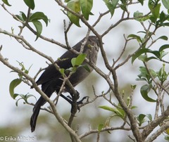 Quiscalus lugubris
