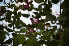 Bauhinia aculeata
