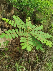 Comocladia