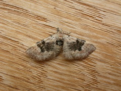 Mnesiloba eupitheciata