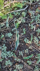 Eriospermum lanceifolium