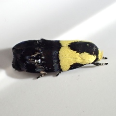 Rectiostoma xanthobasis