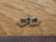 Mnesiloba eupitheciata