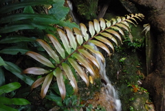 Stenochlaena palustris