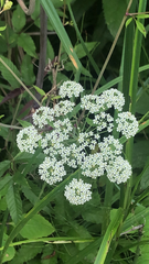 Cicuta maculata angustifolia