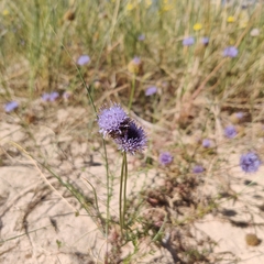 Jasione montana