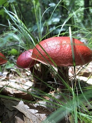 Exsudoporus
