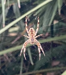 Araneus diadematus