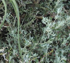 Cistus lasianthus alyssoides