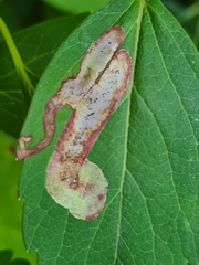 Agromyza spiraeoidearum