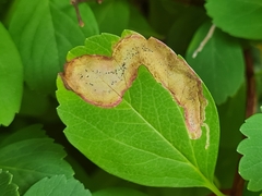 Agromyza spiraeoidearum