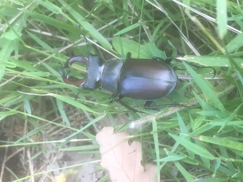 Lucanus cervus
