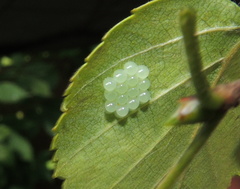 Pentatoma rufipes