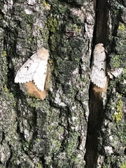 Lymantria dispar dispar